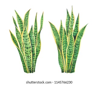 watercolor snake plant sansevieria trifasciata prain stock illustration 1145766230 shutterstock