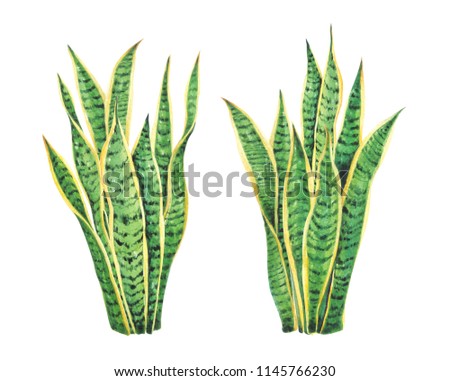 Watercolor with Snake plant :Sansevieria trifasciata Prain . illustration for greeting cards, invitations, and other printing projects. on white background.High resolution.Clipping path includ.