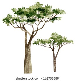 Watercolor southern trees set in the savannah isolated on white background. Hand drawn illustration of nature Africa.