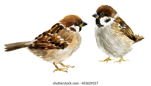 watercolor sparrow, illustration, little bird