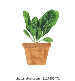 Watercolor Spinach Plant In Pot Isolated On White Background. Greenery Hand Drawing Illustration. Healthy Food.