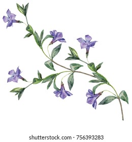 Watercolor Sprig Of Periwinkle.