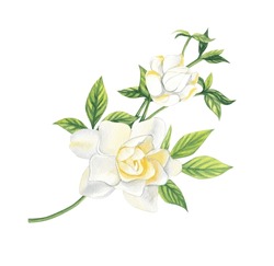 Watercolor Sprig Of White Gardenia Flowers