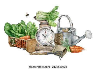 Watercolor spring composition, Country farm kitchen decor, gardening,Farmhouse,vegetable, Vintage rusty scale,watering can, carrots, cabbage,bee