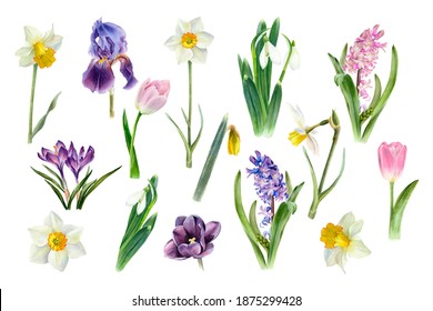 Watercolor spring flowers growing in the garden. Botanical collection. Hyacinth, tulip, daffodils, crocus, iris, snowdrop, narcissus