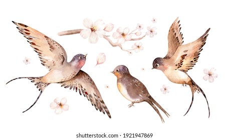 Watercolor spring flying swallows isolated and blossom flowers on white background.
