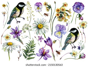 Watercolor spring meadow flowers and birds collection. Hand drawn floral elements isolated on a white. Saffron, primrose, chamomile, violet, wildflowers, titmouse. Vintage style botanical decoration.