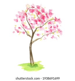 Watercolor Spring Sakura Tree, Pink Flower Sour Cherry Tree Hand Drawing Illustration Isolated On White Background.