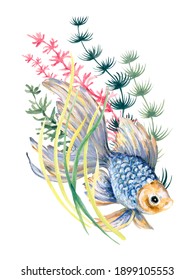 水草 金魚 のイラスト素材 画像 ベクター画像 Shutterstock