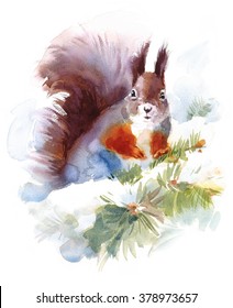 Watercolor Squirrel - Hand Drawn Winter Illustration Of Wild Animal 
