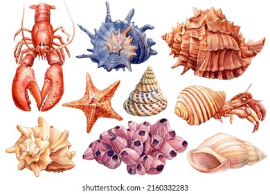 Watercolor Starfish, Coral, Lobster, Shells On Isolated White Background, Hand Painted Sea Illustration