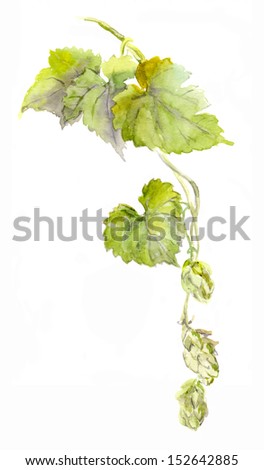 Watercolor stem of hop (humulus lupulus)
