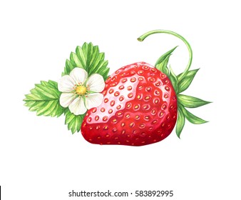 Watercolor Strawberry