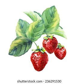 watercolor strawberry branch