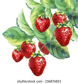 watercolor strawberry branch on white background