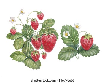 Watercolor Strawberry Flower Images, Stock Photos & Vectors | Shutterstock