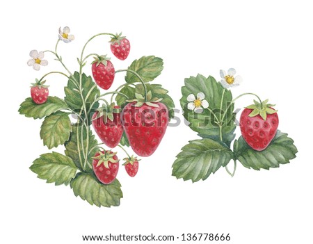 Watercolor strawberry bush
