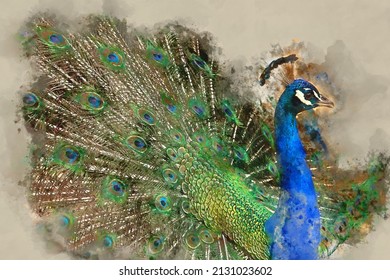 watercolor style   abstract image beautiful male peacock opening his tail