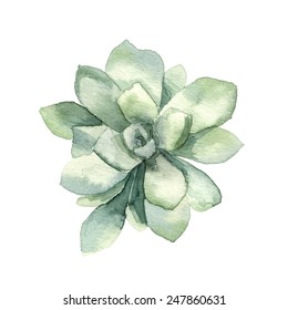Watercolor succulent 2