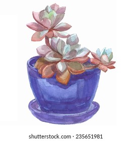 Watercolor succulent in pot on white background