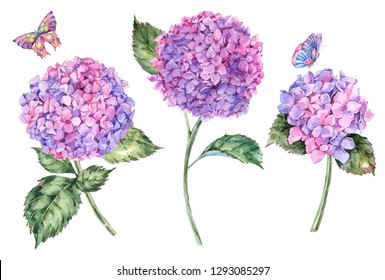 Watercolor summer bouquet with pink hydrangea and butterflies. Invitation greeting card. Natural floral illustration isolated on white background