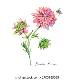 Watercolor summer meadow flowers, pink wildflowers. Botanical floral elements isolated on white background, natural objects. Medicinal flowers collection