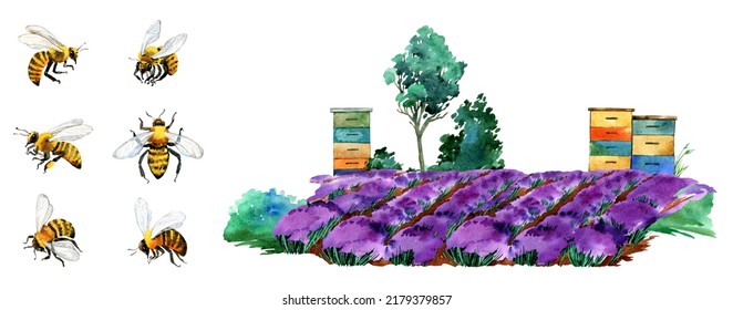 Watercolor Summer Scene With Bee Hives. Honey Bee, Beekeeping, Honey Farm, Apiary Background. Blooming Lavender Field, Meadow, Sunflowers Scenery