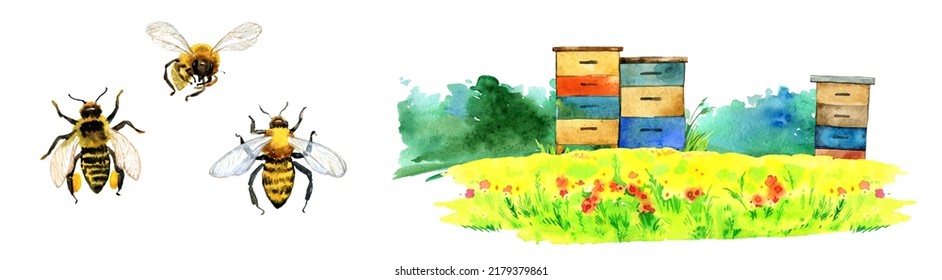 Watercolor Summer Scene With Bee Hives. Honey Bee, Beekeeping, Honey Farm, Apiary Background. Blooming Lavender Field, Meadow, Sunflowers Scenery