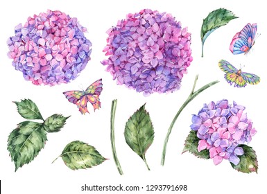 Watercolor summer set of pink flowers hydrangea, leaves, buds and butterflies. Natural floral collection isolated on white background