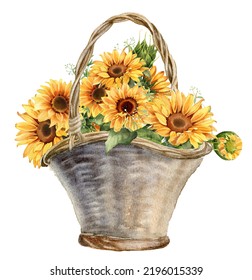 Watercolor Sunflower basket  Farmhouse country style illustration  Floral arrangement isolated white background