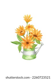 Watercolor Sunflower Clipart  A bouquet sunflowers in metal watering can  A composition sunflowers  Hand drawing 