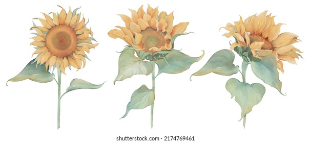 Watercolor Sunflower Flower Bouquet Composition, Perfect For Wall Art, Rustic Wedding Invitation Template, Isolated Background, Sunflower Wall Decal Print, Floral Wall Decor 