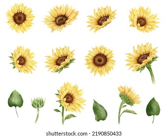 Watercolor sunflower. Yellow flower, bud, leaf. Isolated on white background. Classic botanical illustration. - Powered by Shutterstock