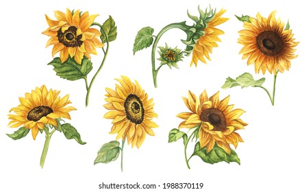 Watercolor Sunflowers Clipart. Hand Drawn Sunflowers on White Background. Farmhouse Yellow Flower Illustration.