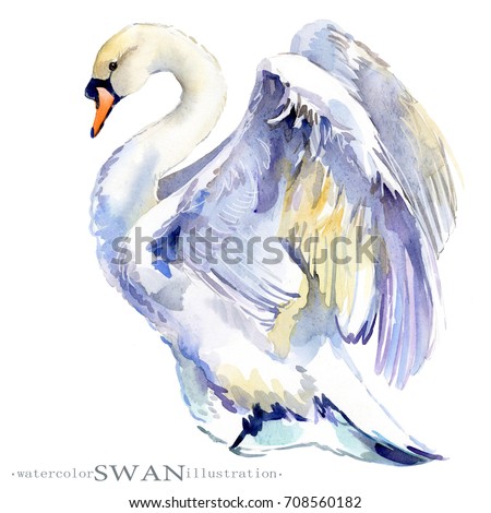watercolor swan bird hand drawn illustration.