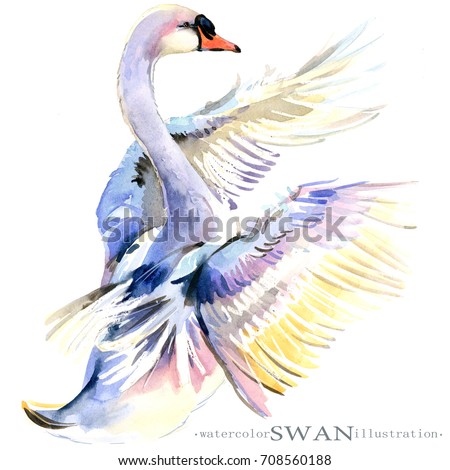 watercolor swan bird illustration isolated on white