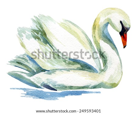 Watercolor swan. Hand painted illustration