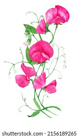 Watercolor Sweet Pea Bouquet, Hand Painted Pink Climbing Flowers Summer Arrangement For Party Invitations, Greeting Cards