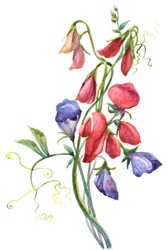 Watercolor Sweet  Pea  Flowers