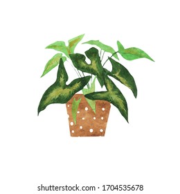 Watercolor Syngonium Plant Clay Pot Isolated Stock Illustration ...