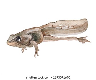 Watercolor Tadpole Animal On A White Background Illustration
