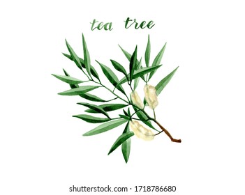 Watercolor Tea Tree Branch With Leaves And Flowers Illustration. Hand Drawn Isolated On White Background. Herbal Medicine And Aroma Therapy