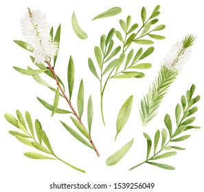 Watercolor Tea Tree Leaves, Flower Set. Hand Drawn Botanical Illustration Of Melaleuca Alternifolia. Green Medicinal Plant Isolated On White Background. Herbs For Cosmetics, Package, Essential Oil