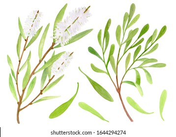 Watercolor Tea Tree Leaves, Flower Set. Hand Drawn Botanical Illustration Of Melaleuca Alternifolia. Green Medicinal Plant Isolated On White Background. Herbs For Cosmetics, Package, Essential Oil