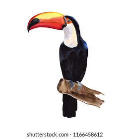 Watercolor Toucan On White Background.