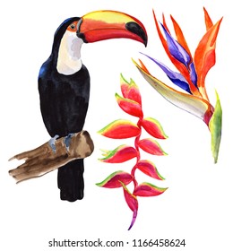 
Watercolor Toucan On White Background.