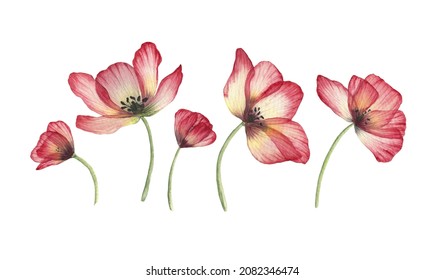 Watercolor Translucent Poppy Flowers Isolated. Pressed Transparent Dry Flower Botanical Illustration