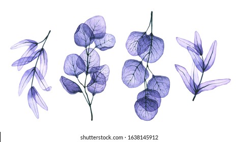 Watercolor transparent branches and leaves  Hand drawn illustration isolated white  Set x  ray leaf twig is perfect for greeting card  wallpaper  fabric textile  floristic workshop design  logo