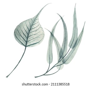 Watercolor transparent eucalyptus. Transparent dusty green leaves. Hand drawn elements isolated on white background. design for wedding invitation, greeting card