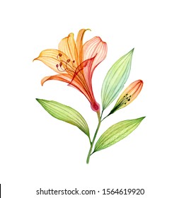 Watercolor Transparent Lily. Tropical Flower With Small Bud Isolated On White. Botanical Floral Illustration For Wedding Design, Cosmetics, Advertising